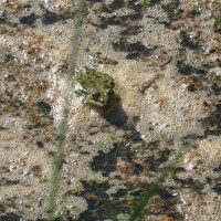 Marsh Frog